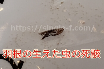 米の中の羽根の生えた虫の写真