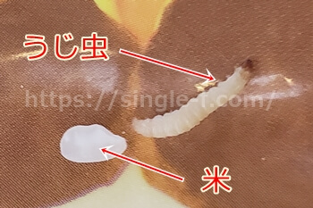 米の中のうじ虫の写真